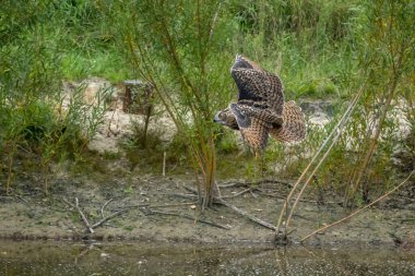 Avrasya Kartal Baykuşu kanatları açık ve ormanda suyun üstünde ağzı açık uçar. Turuncu gözlü. Yan görünümde