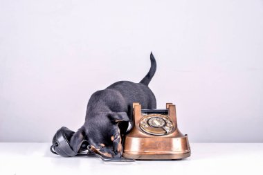 Jack Russell yavru köpek eski bir polis ve Bakelite telefonunu kokluyor. Telefon ahizesi telefonun yanındadır. Eski çevirmeli ve klasik telefon başlıklı. Metalik renklerle, Retro