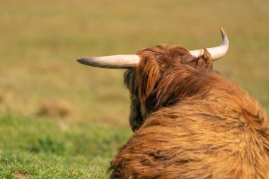 İskoç dağlı çimenlerin üzerinde, güneş ışığında yatıyor. İneğin büyük boynuzları vardır, arkadan görülür. Hollanda 'da bir doğa rezervi