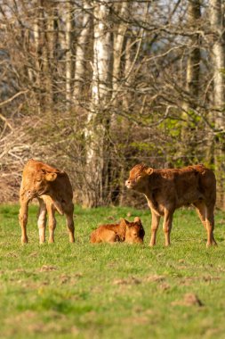 3 küçük kahverengi buzağı uzanır ve güneş ışığında taze ot yerler. Çayırda otluyorlar, arka planda orman var.