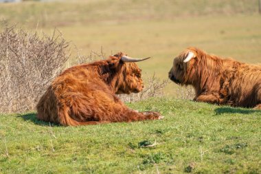 İskoç İskoçlar çimenlerin üzerinde, güneş ışığında yatarlar. İneklerin büyük boynuzları vardır. Hollanda 'da bir doğa rezervi
