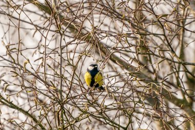 Great tit, Parus major, black and yellow passerine bird sitting on a branch