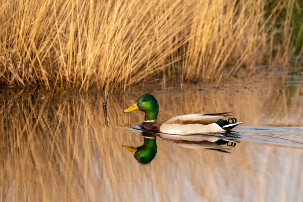 Green duck swims in a lake with reeds on the shore. Male duck has beautiful plumage, a green head, white neck band and dark brown breast