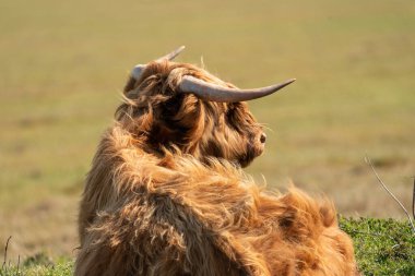 İskoç dağlı çimenlerin üzerinde, güneş ışığında yatıyor. İneğin büyük boynuzları vardır, arkadan görülür. Hollanda 'da bir doğa rezervi