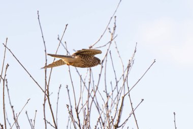 Geniş mavi gökyüzü olan bir ağaca doğru uçan kerkenez.