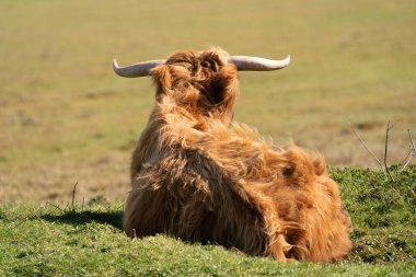 İskoç dağlı çimenlerin üzerinde, güneş ışığında yatıyor. İneğin büyük boynuzları vardır, arkadan görülür. Hollanda 'da bir doğa rezervi