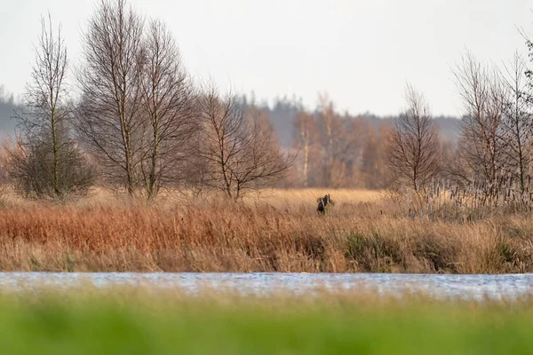 Landscape of oak trees, reeds and water. In this picturesque view, a buzzard is looking carefully around. In the sunlight on the fall colors. Blurred forest edge Autumn nature