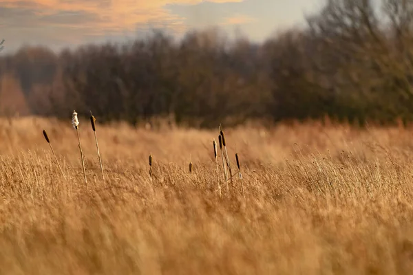 Overview of a Deciduous Forest Landscape. reeds in the foreground. Picturesque view. Autumn nature. Backdrop