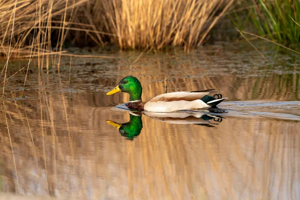 Green duck swims in a lake with reeds on the shore. Male duck has a green head, white neck band and dark brown breast. Golden colors