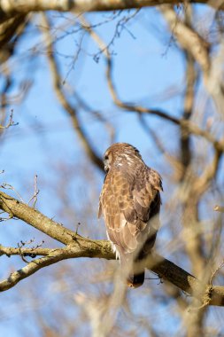 Ormandaki şahin. Kışın yaprak döken bir ağacın dalında oturuyor. Vahşi yaşam yırtıcı kuşu. Ayrıntılı tüyler yakından. Ağaçların arkasındaki mavi gökyüzü. Doğadan vahşi yaşam sahnesi, arkadan görülüyor.