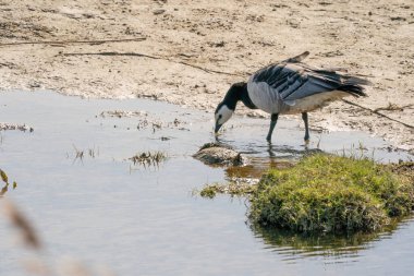 Çimenli bir tepenin üzerindeki gölde bir kaz duruyor. Yansımasıyla yiyecek arıyor.