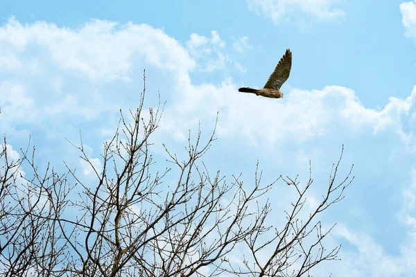 Eurasian Kestrel, Falco tinnunculus, 나무 위를 날아. 화려 한 하늘 배경. 푸른 구름 과흰 구름 — 스톡 사진