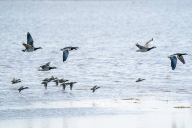 Büyük bir kaz sürüsü gölün üzerinde uçuyor. Mavi gökyüzü ve güneş