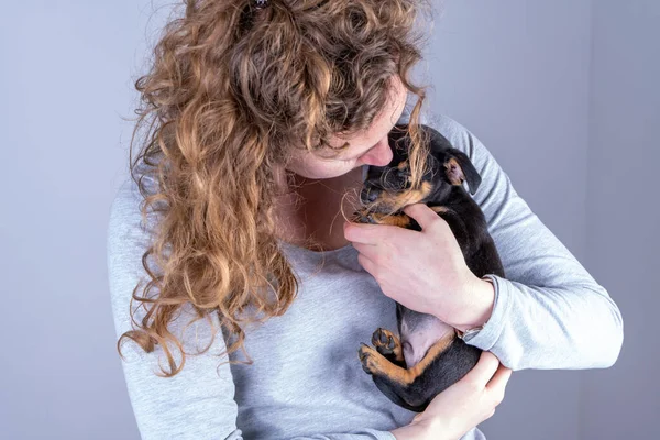 Parte de una mujer con rizos marrones, besa amorosamente a un pequeño cachorro Jack Russel Terrier en sus brazos — Foto de Stock