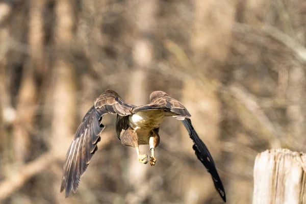 Myszołów w lesie. Leci do lasu, widziany z tyłu w szczegółach. Dzika przyroda Ptak drapieżny, Buteo buteo, Scena dzikiej przyrody z natury — Zdjęcie stockowe