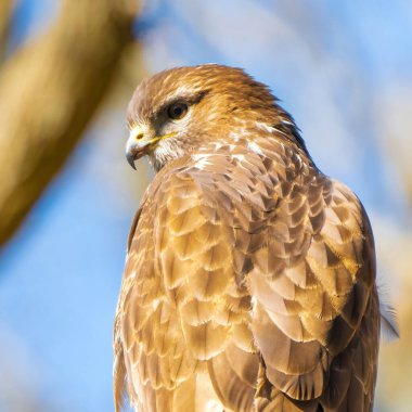 Ormandaki şahin kafası. Bir dala oturmuş. Vahşi yaşam yırtıcı kuşu, Buteo buteo. Ayrıntılı tüyler yakından. Ağaçların arkasındaki mavi gökyüzü. Doğadan vahşi yaşam sahnesi, kare fotoğraf.
