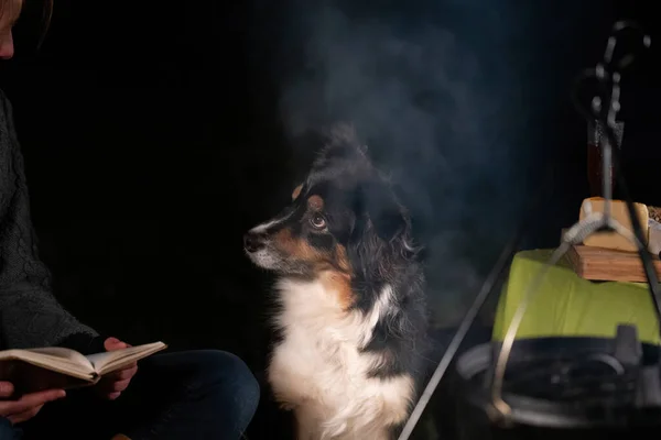 Üç renkli Avustralya çoban köpeği kamp ateşinin yanında yemek ve içeceklerle dolu bir masada oturuyor. Kışın, gece kamp alanında. Kazan ateşin üzerinde sallanıyor, duman havada süzülüyor. Köpeğe odaklan. — Stok fotoğraf