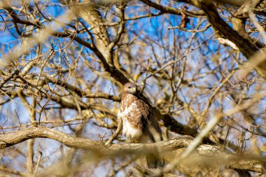 Ormandaki şahin. Bir dala oturmuş. Vahşi yaşam yırtıcı kuşu, Buteo buteo. Ayrıntılı tüyler yakından. Ağaçların arkasındaki mavi gökyüzü. Doğadan vahşi yaşam sahnesi