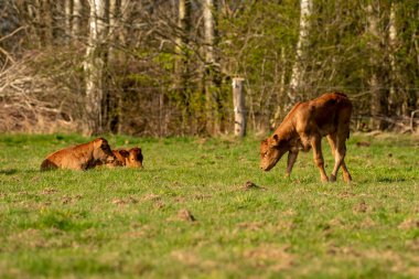 3 küçük kahverengi buzağı uzanır ve güneş ışığında taze ot yerler. Çayırda otluyorlar, arka planda orman var.
