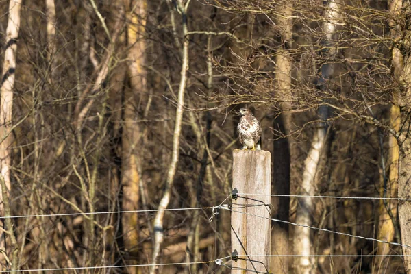 森林里的秃鹰坐在木柱上。猎食野生动物鸟，Buteo buteo，向左看。大自然的野生动物场景 — 图库照片