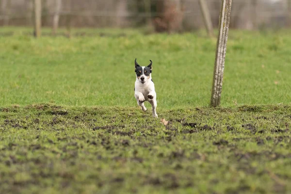 Aktiv Jack Russell Terrier som springer ut på fäladen. Öronen flaxar i vinden. Ung entusiastisk och frisk hund — Stockfoto