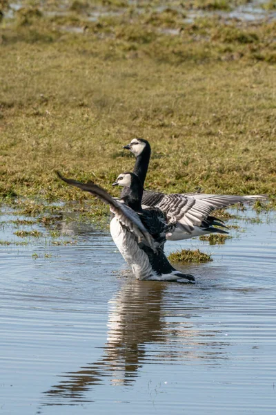 Dos gansos de barnacla están en el lago. Están haciendo un baile de pares con alas extendidas en el sol, reflejo en el agua — Foto de Stock