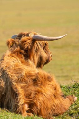 İskoç dağlı çimenlerin üzerinde, güneş ışığında yatıyor. İneğin büyük boynuzları vardır, arkadan görülür. Hollanda 'da bir doğa rezervi