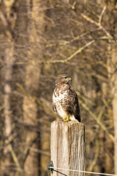 Buzzard v lese. Sedí na dřevěném sloupku. Divoký dravý pták, Buteo Buteo, dívá se doleva. Divoká příroda z přírody — Stock fotografie