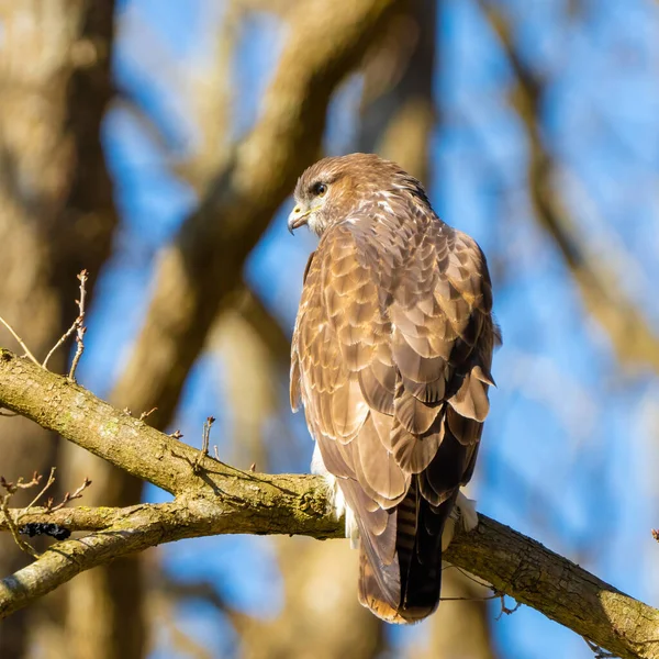 Buizerd in het bos. Zittend op een tak van een loofboom in de winter. Wildlife Bird of Prey,. Gedetailleerde veren van dichtbij. Blauwe lucht achter de bomen. Wildlife scene uit de natuur, van achteren gezien — Stockfoto