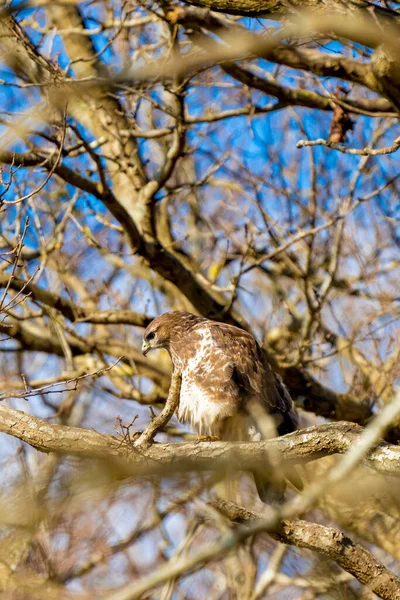 Buzzard v lese. Sedí na větvi. Divoký dravý pták, Buteo Buteo. Detailní peří zblízka. Modrá obloha za stromy. Divoká příroda z přírody — Stock fotografie