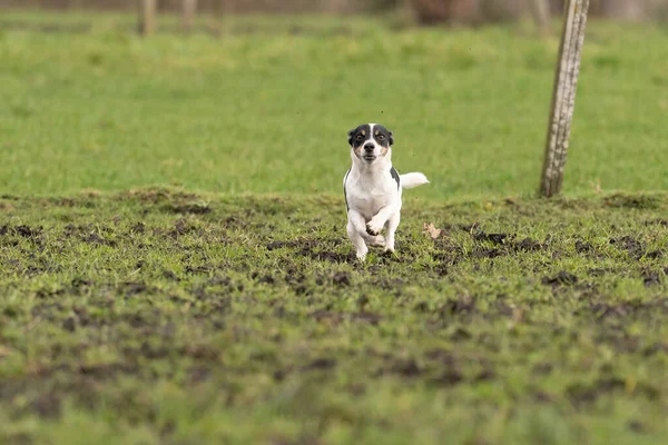 Aktiv Jack Russell Terrier springer ut på det gröna gräset. Öronen flaxar i vinden. Ung entusiastisk och frisk hund — Stockfoto
