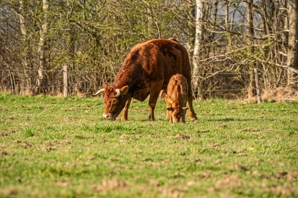 Glad liten brun kalv med moder ko med horn, stående på färskt gräs i solljuset. De betar på ängen, skogen i bakgrunden — Stockfoto