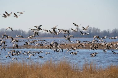 Büyük bir kaz sürüsü gölün üzerinde uçuyor. Mavi gökyüzü, sazlıklar, su, çimen ve güneş