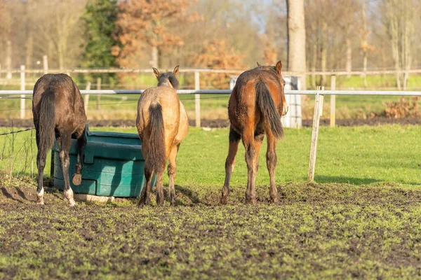 Três cavalos de um ano no pasto. Um potro preto, amarelo e castanho. Eles estão perto de uma tigela de água, árvores e cerca no fundo. Foco seletivo — Fotografia de Stock