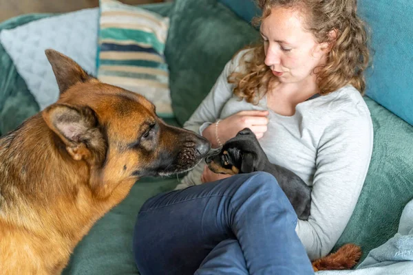 Mujer joven está sentada en el sofá con su pequeño cachorro Jack Russell Terrier en su regazo. Un gran perro pastor alemán huele al cachorro. Enfoque selectivo — Foto de Stock