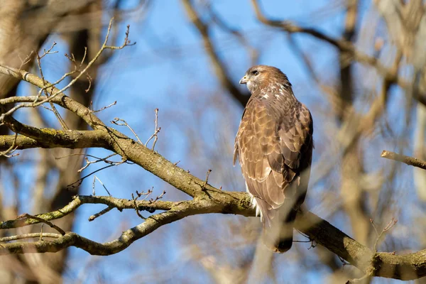 Buzzard v lese. Sedí na větvi opadavého stromu v zimě. Divoký dravý pták. Detailní peří zblízka. Modrá obloha za stromy. Divoká příroda z přírody, viděná zezadu — Stock fotografie