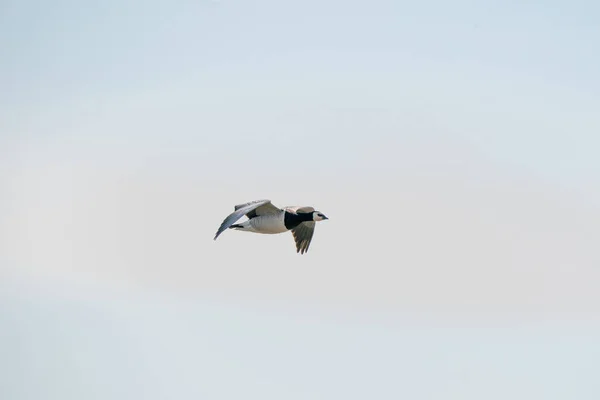 Um ganso voa, contra o céu bleu. Fundo, silhueta — Fotografia de Stock