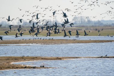 Büyük bir kaz sürüsü gölün üzerinde uçuyor. Mavi gökyüzü, sazlıklar, su, çimen ve güneş