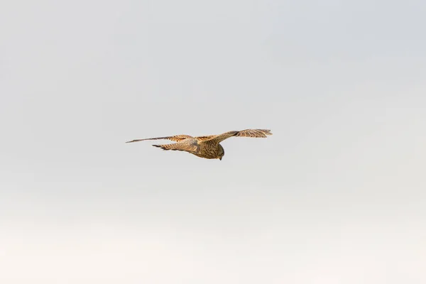 Крупный план Кестрел - хищная птица - парит в небе, охотится за добычей — стоковое фото