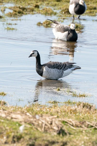 Un ganso está de pie en el lago, muchos ganso en el fondo., en busca de comida — Foto de Stock