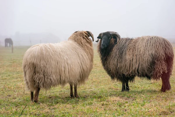 Twee schapen in de mist. Ze kijken naar de camera, detail opname. Schapen voeden zich met lentegras. Zoek naar voedsel. Landbouw en extensieve traditionele fokkerij — Stockfoto