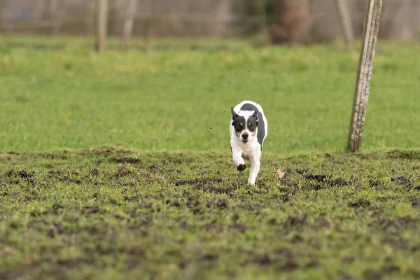 Aktiv Jack Russell Terrier som springer ut på fäladen. Öronen flaxar i vinden. Ung entusiastisk och frisk hund — Stockfoto