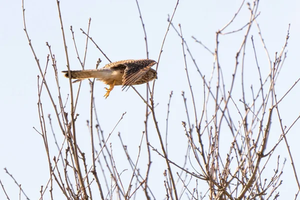 Gewone torenvalk doet een flyby tegen een boom met een heldere blauwe lucht — Stockfoto