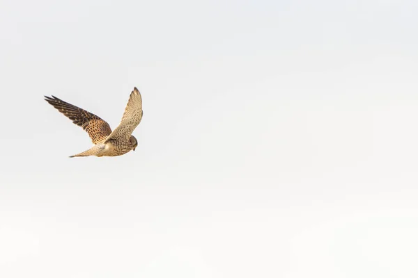 Close-up de Kestrel - pássaro de rapina - pairando no céu, à procura de presas — Fotografia de Stock