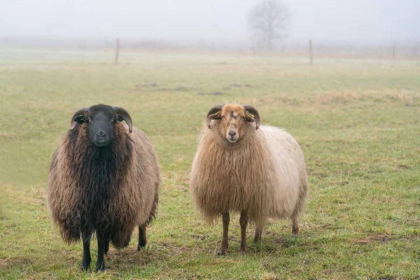Dwie owce we mgle. Patrzą w kamerę, nagrywają szczegóły. Pasza dla owiec na wiosennej trawie. Szukajcie jedzenia. Rolnictwo i hodowla tradycyjna ekstensywna — Zdjęcie stockowe
