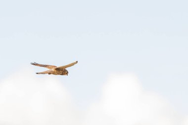 Yırtıcı kuşun Kestrel kuşuna yakın çekim beyaz bulutlu güzel mavi gökyüzüne doğru süzülür ve avını avlar.