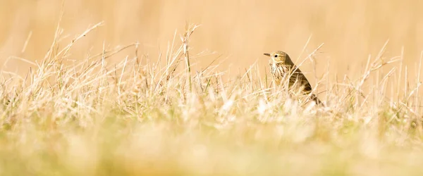 Panorama of a Tawny Pipit, meadow pipit sitting in the grass of a meadow. Small brown passerine bird with a stripe on its head in its habitat in warm yellow orange light. Cover, webbanner or social — Stock Photo, Image
