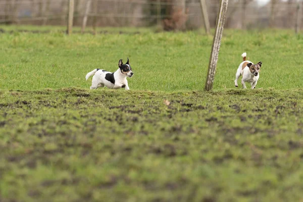 Två aktiva Jack Russell Terriers som springer ut på fäladen. Öronen flaxar i vinden. Ung och äldre hund som är entusiastisk och frisk — Stockfoto