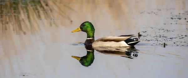 Green duck swims in a lake with reeds on the shore. Male duck has beautiful plumage, a green head, white neck band and dark brown breast. Border, webbanner or social media — Stock Photo, Image