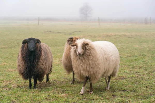 Három bárány a ködben. Belenéznek a kamerába, lelőnek egy részletet. A juhok tavaszi fűvel táplálkoznak. Keress élelmet. Mezőgazdaság és kiterjedt hagyományos tenyésztés — Stock Fotó
